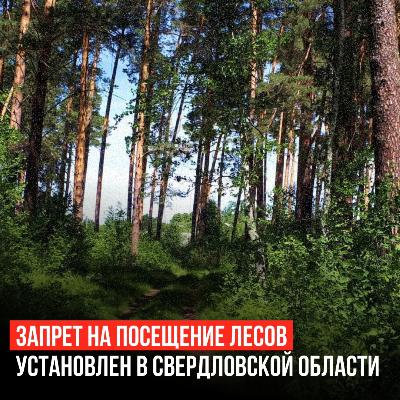 Запрещено ходить в лес!